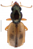 Bembidion (Zecillenus) puponga Larochelle & Larivière, 2015