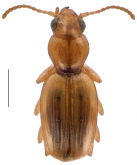 Bembidion (Zecillenus) tepaki Larochelle & Larivière, 2015