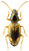 Bembidion (Zeperyphodes) nesophilum Broun, 1886