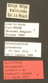 Bennigsenium unciferum Cassola & Werner, 2003