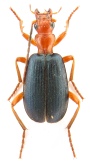 Brachinus (Brachinus) crepitans (Linnaeus, 1758)