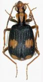 Brachinus (Cnecostolus) johorensis Kirschenhofer, 2012