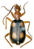 Brachinus (Metabrachinus) connectus ovalis Liebke, 1934