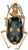Brachinus (Metabrachinus) sexnotatus gerardi Burgeon, 1937