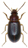 Bradycellus (Bradycellus) harpalinus (Audinet-Serville, 1821)