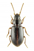 Bradycellus (Bradycellus) ruficollis Stephens, 1828a: 168 (Trechus)