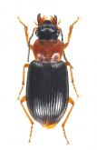 Bradycellus (Desbordesius) laeticolor Bates, 1873a: 267