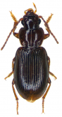 Bradycellus (Tachycellus) glabratus Reitter, 1894d: 125