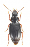 Bradycellus (Tachycellus) grandiceps (Bates, 1873)