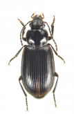 Bradycellus (Tachycellus) subditus (Lewis, 1879)
