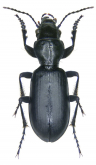 Broscus cephalotes Linne, 1758: 414 (Carabus)
