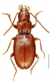 Caecidium trechomorphum Ueno, 1971b: 150