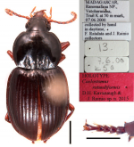 Caelostomus (Caelostomus) rotundiformis Kavanaugh and Rainio, 2016