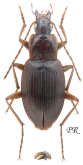 Calathus (Calathus) colasianus Mateu, 1970: 15
