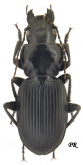Lindrothius grandiceps grandiceps Kurnakov, 1961