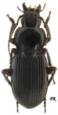 Lindrothius horsti Reitter, 1888b: 88