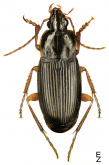 Calathus (Neocalathus) erratus C.R.Sahlberg, 1827