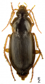 Calathus (Neocalathus) micropterus Dufischmid, 1812