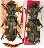 Caledonica fleutiauxi Deuve, 1981