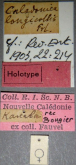 Caledonica longicollis Fauvel, 1903