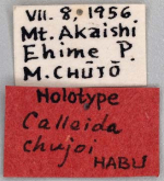 Calleida (Callidiola) lepida L.Redtenbacher, 1867 (as chujoi Habu, 1960)