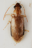 Callidagonum pallidum Jedlicka, 1955: 120