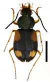 Callistomimus chalcocephalus quadristigma (Bates, 1892)