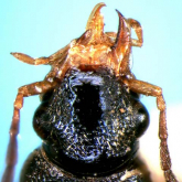 Callistomimus okutanii Habu, 1952: 35