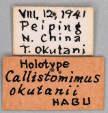 Callistomimus okutanii Habu, 1952: 35