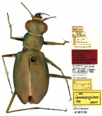 Callytron gyllenhalii immarginatum (W.Horn, 1892)