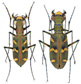 Cicindela (Calochroa) carissima Fleutiaux, 1919