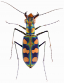 Cicindela (Calochroa) octonotata Wiedemann, 1819