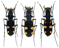 Cicindela (Calostola) anometallescens W.Horn, 1893