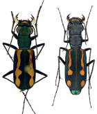 Cicindela (Calostola) bramani Dokhtouroff, 1882