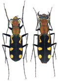 Cicindela (Calostola) cariana Gestro, 1893