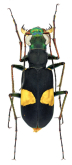 Cicindela (Calostola) corbetti W.Horn, 1899