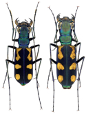 Cicindela (Calostola) elegantula Dokhtouroff, 1882