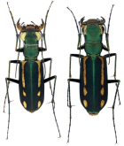 Cicindela (Calostola) interruptofasciata interruptofasciata