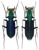 Cicindela (Calostola) interruptofasciata interruptofasciata