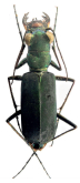 Cicindela (Calostola) interruptofasciata lamaoensis Naviaux, 1991