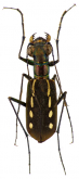 Cicindela (Calochroa) lacrymans Schaum, 1863