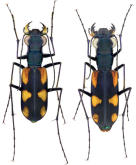 Cicindela (Calostola) laurae Gestro, 1893