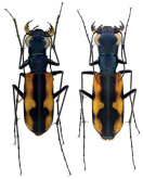 Cicindela (Calostola) laurae Gestro, 1893