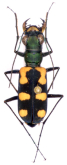 Cicindela (Calostola) mouhotii Chaudoir, 1865