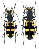 Cicindela (Calostola) pseudosiamensis (W.Horn, 1913)