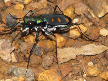 Cicindela (Calochroa) safraneki Werner & Wiesner, 2008