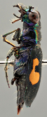 Cicindela (Calochroa) salvazai Fleautiaux, 1919