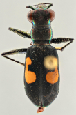 Cicindela (Calochroa) salvazai Fleautiaux, 1919