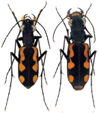 Cicindela (Calostola) shozoi (Naviaux & Sawada, 1989)