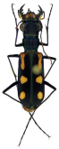 Cicindela (Calostola) tritoma Schmidt-Goebel, 1846